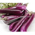 E18 Changfeng no.2 long purple eggplant seeds, best eggplant seeds for sale